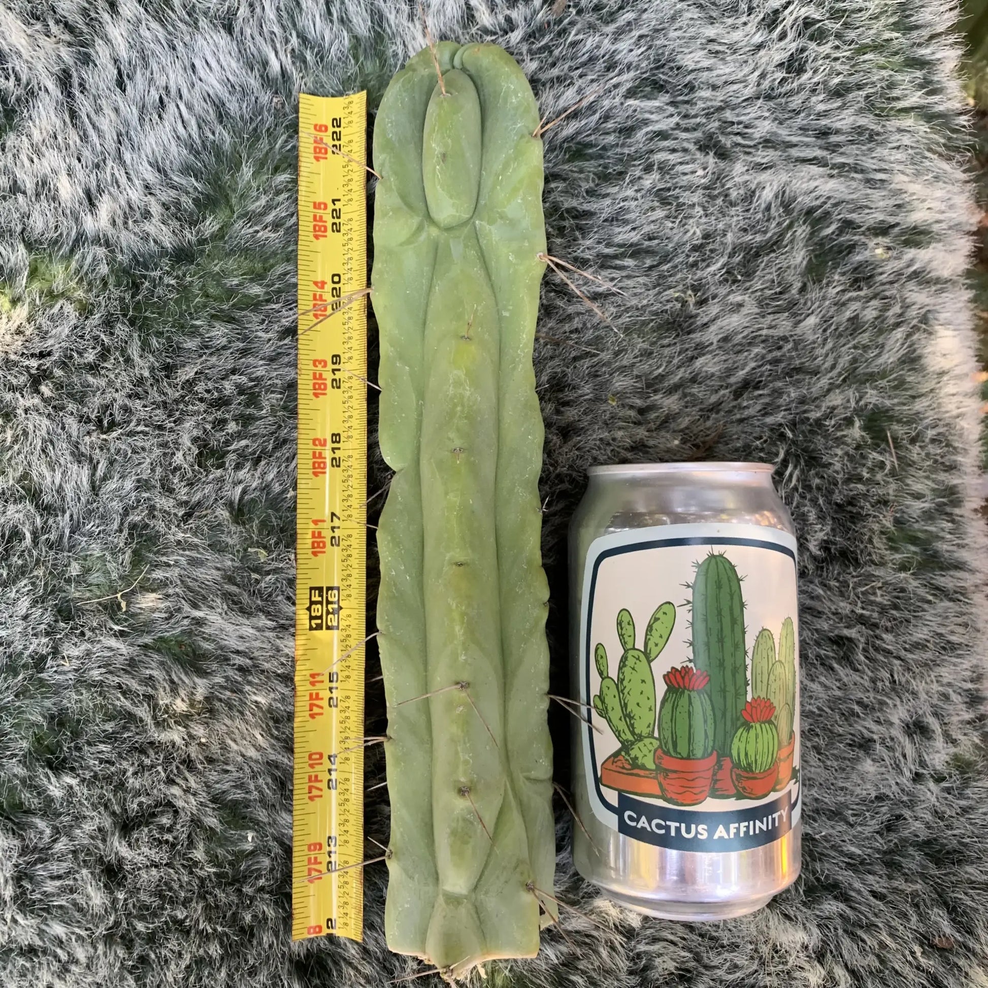 Wowie - live cactus plant