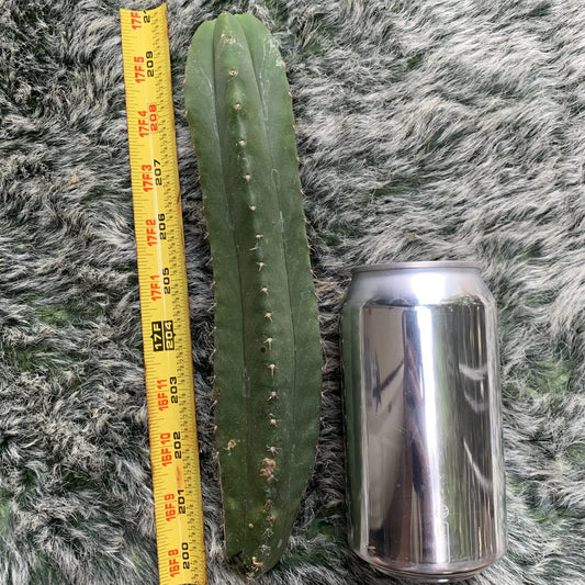 WT01 - 10” tip cut - live cactus plant