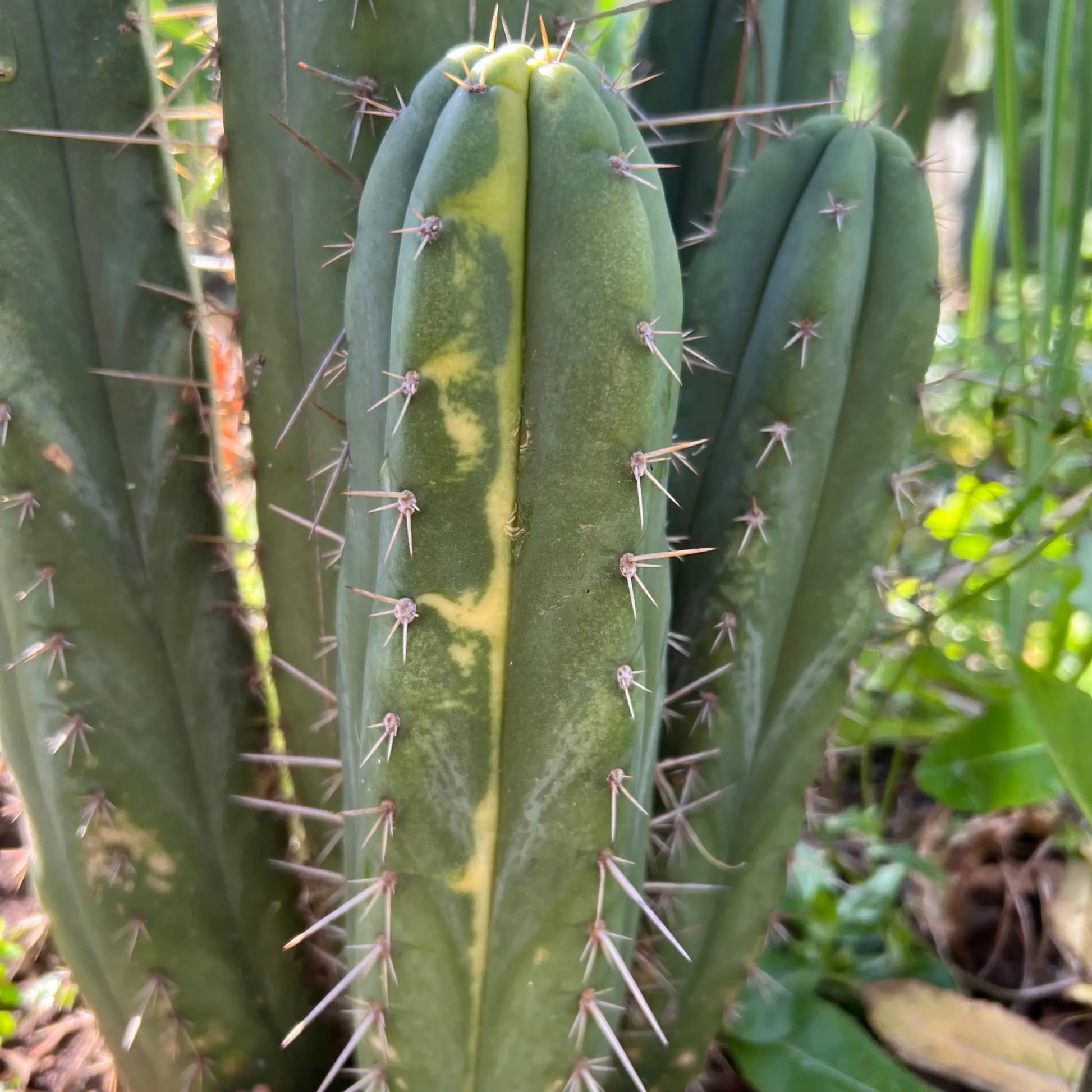 zalidus x huarazensis - one 10” tip cutting - live cactus