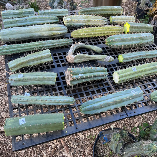 new cactus cuttings added today 2/22/23