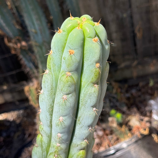 Verne’s Wild Andes #9