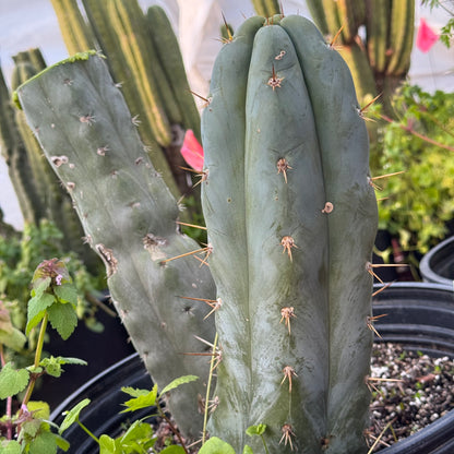 an Icaros DNA