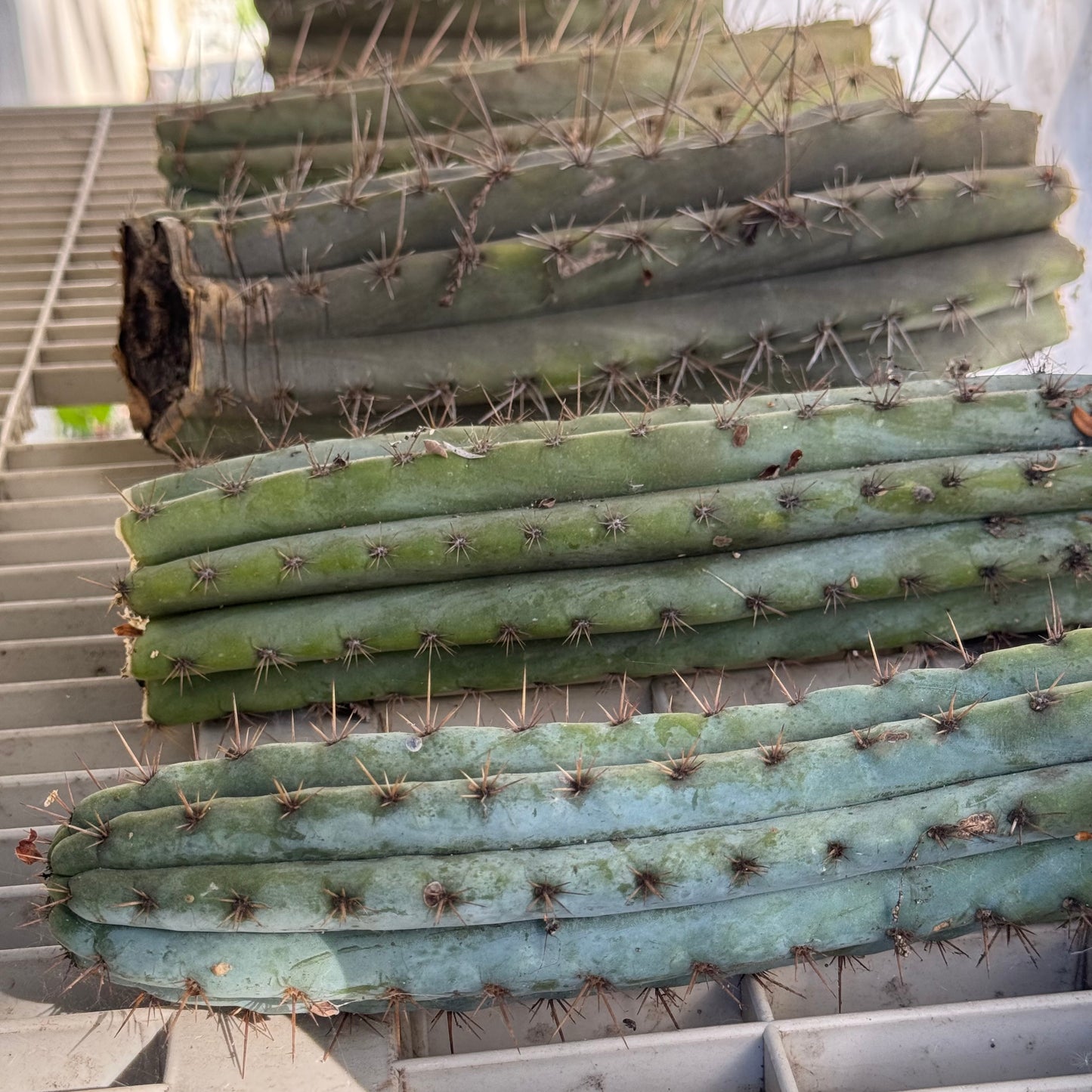bulk box of cactuses
