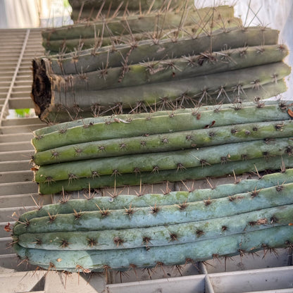 bulk box of cactuses