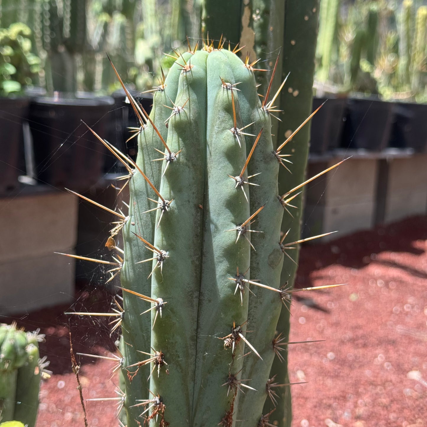 Verne’s Wild Andes #12