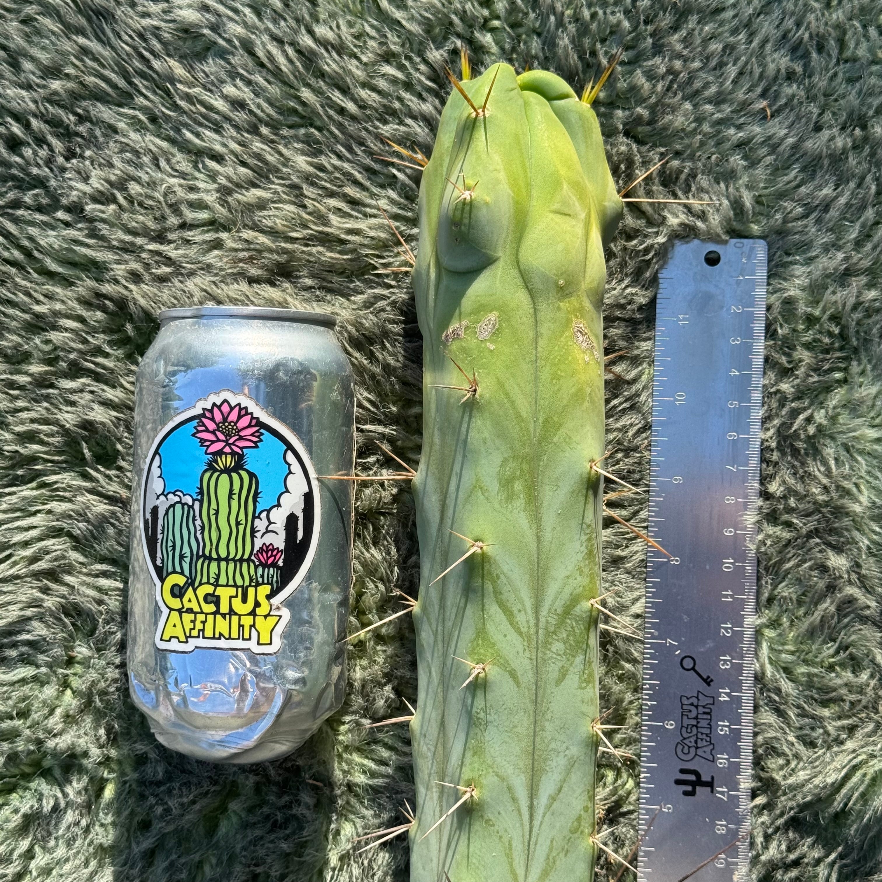 Cactus Affinity - RS0005 - free shipping