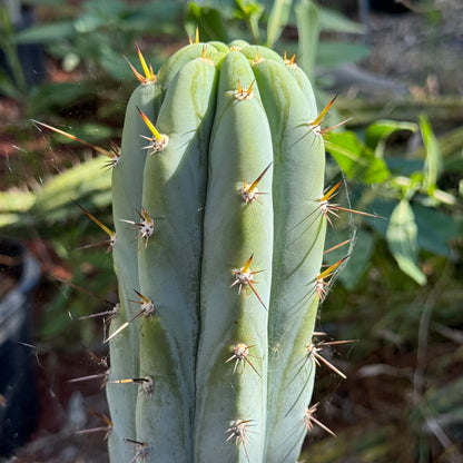 Verne’s Wild Andes #10