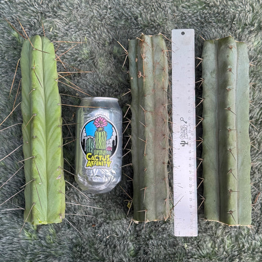 bridge cactus plants