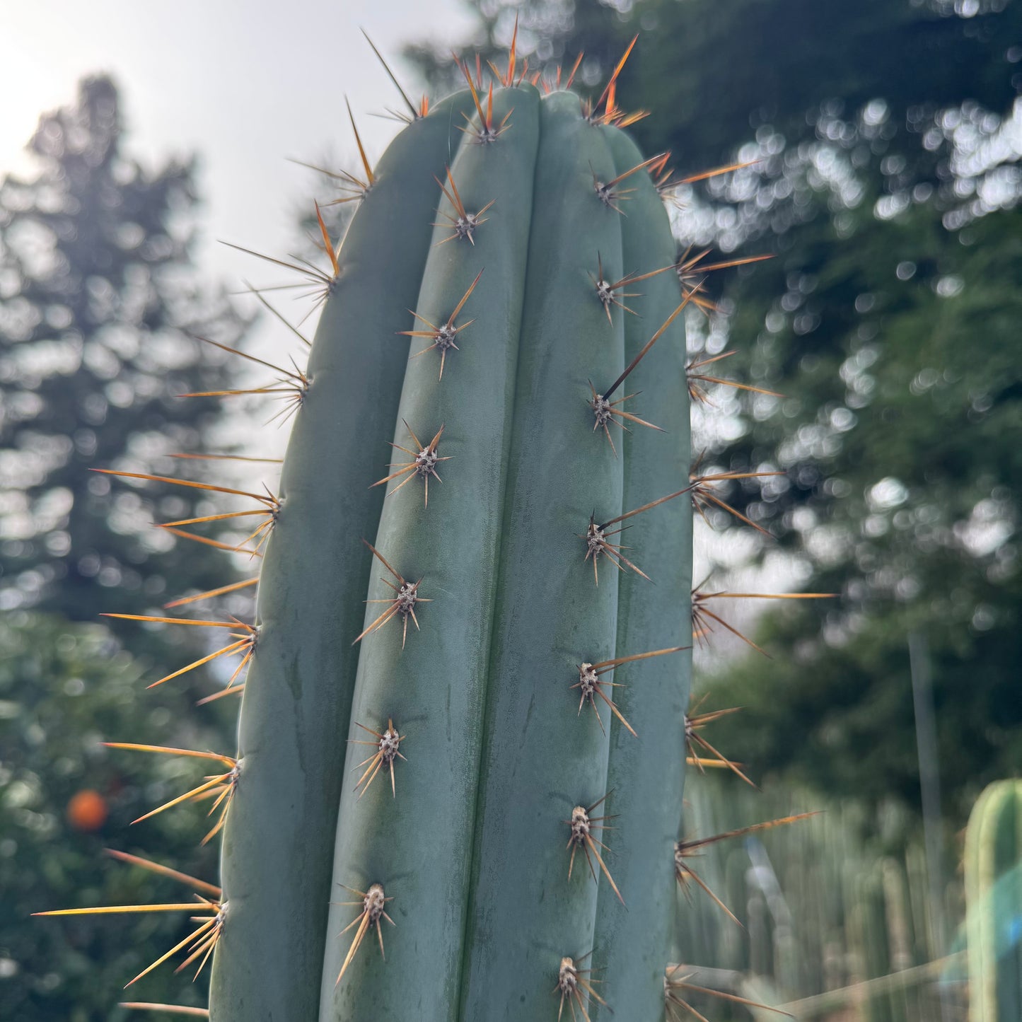 peru - Verne’s Cactus Kate KK242 - local pickup