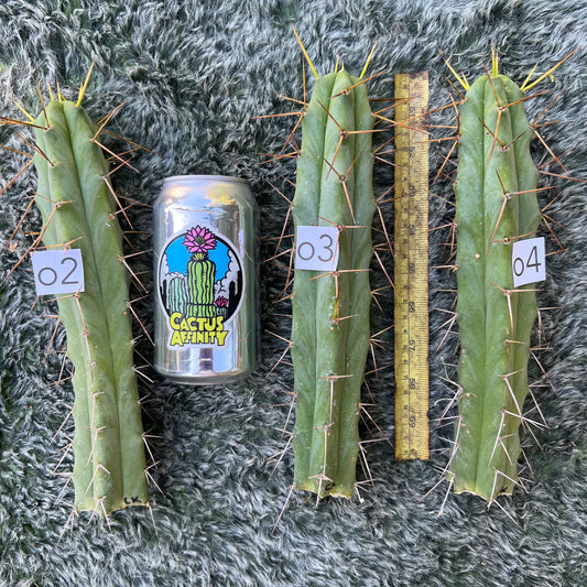 Cactus Kate bridge
