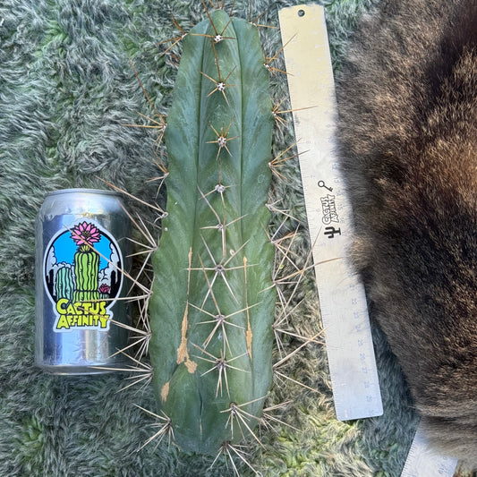 huanu x PC - big 20” cutting