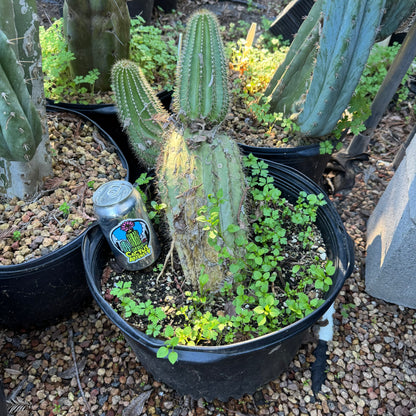 manguinii aka ‘WK’ - local pickup