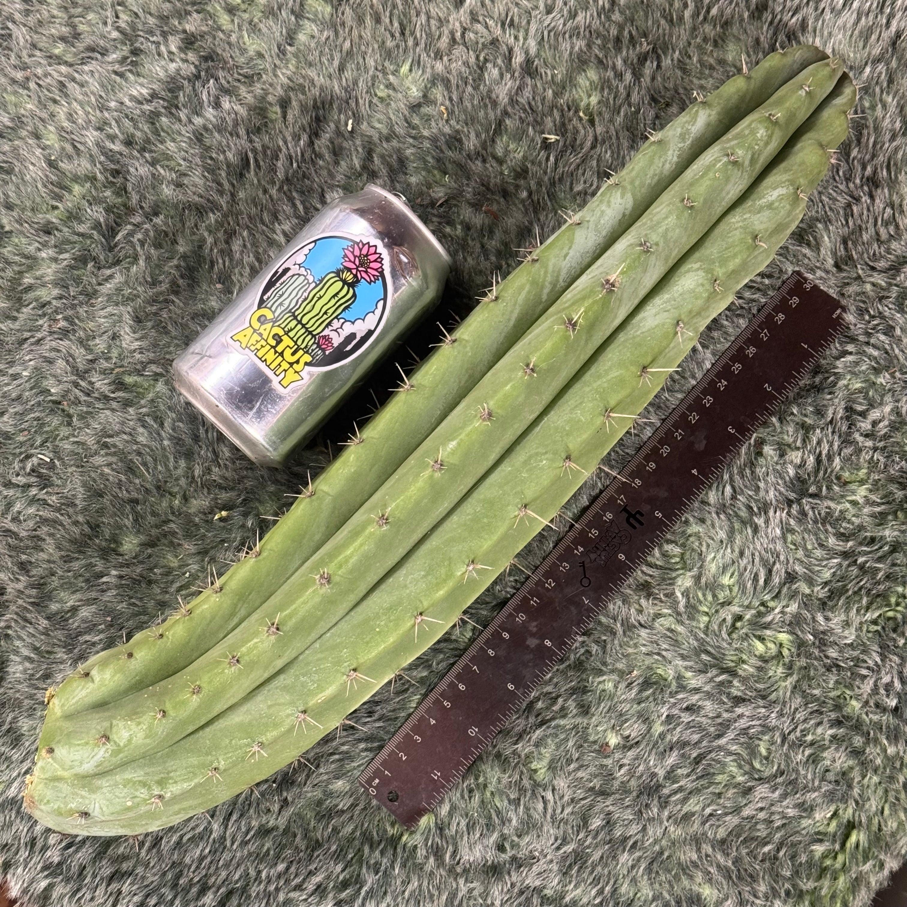 Cactus Affinity - Verne's Fastest aka Short Spine Peru