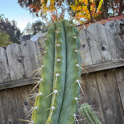 Ohlone - local pickup