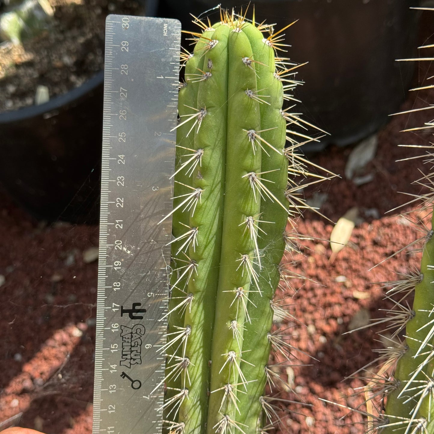 Kimura’s Spiny Giant KSG