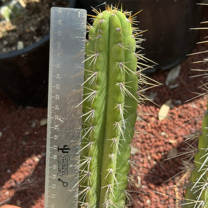 Kimura’s Spiny Giant KSG