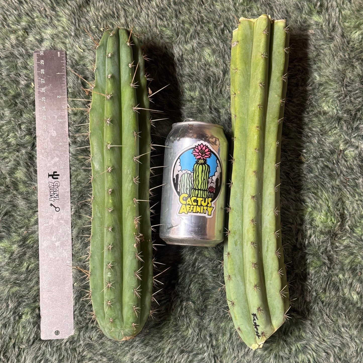 big box of cactuses - exact cactuses