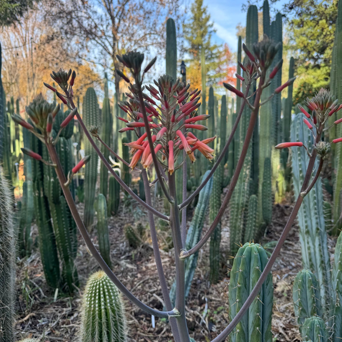 Aloe maculata - local pickup