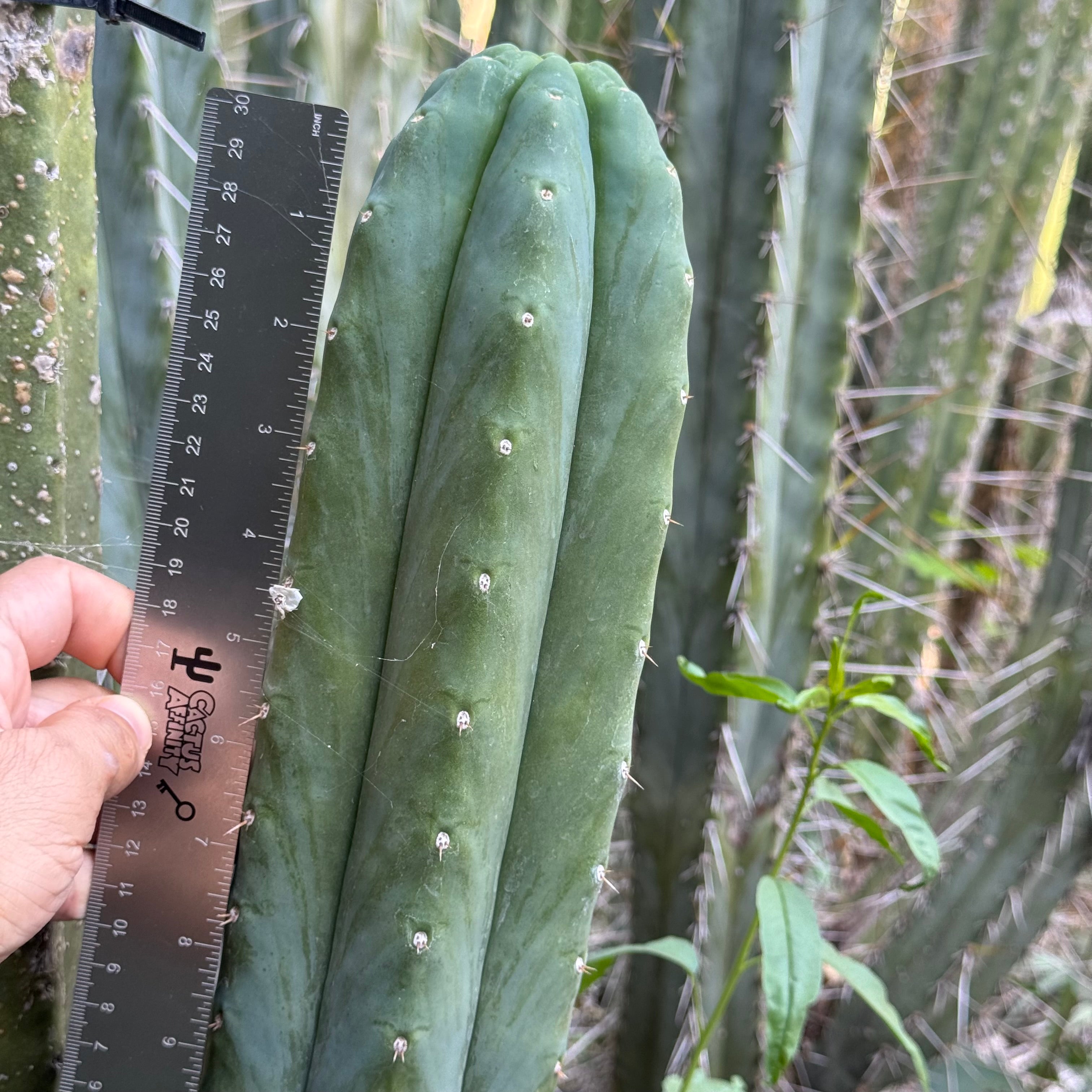 Cactus Affinity - Tom J's Giant (yard)