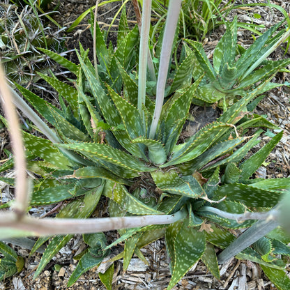 Aloe maculata