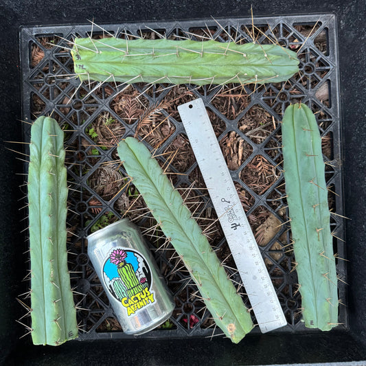 bridge cactus plants