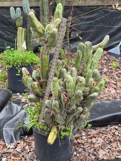 TBM cl. A long form - local pickup