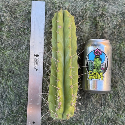 lumberjack x scopulicola