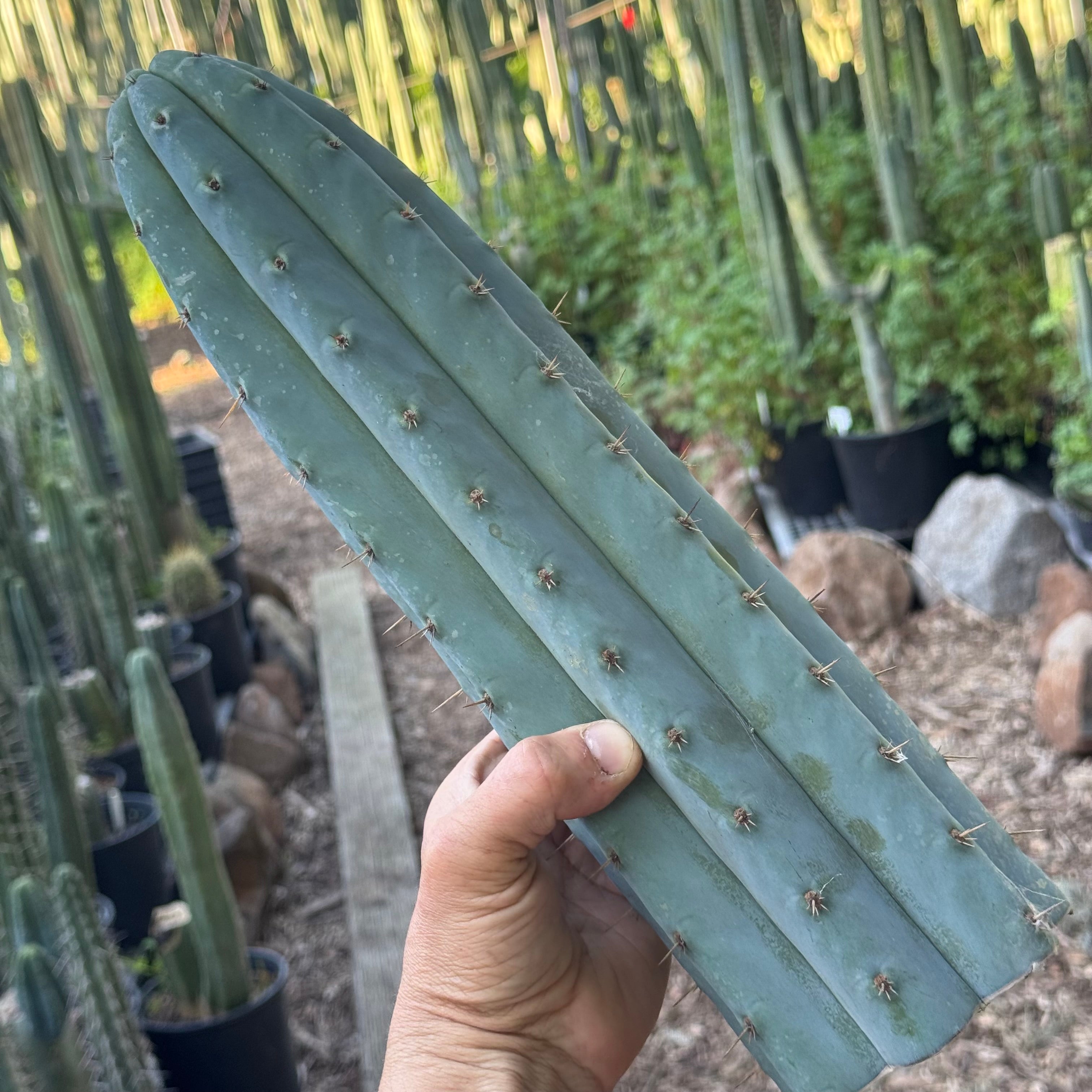Cactus Affinity - Verne's Fastest aka Short Spine Peru
