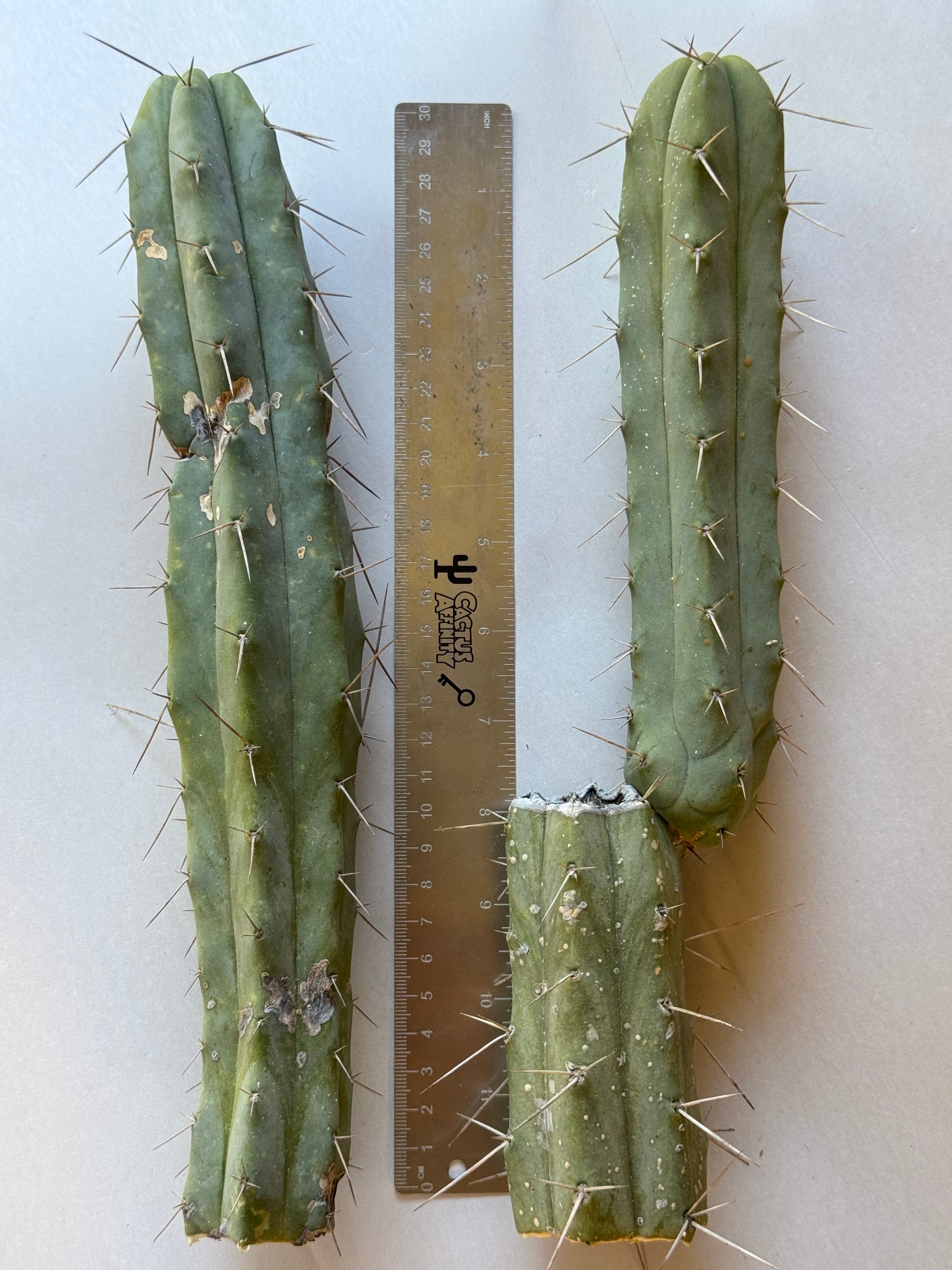cactus kate san pedro bridge Cactus Kate