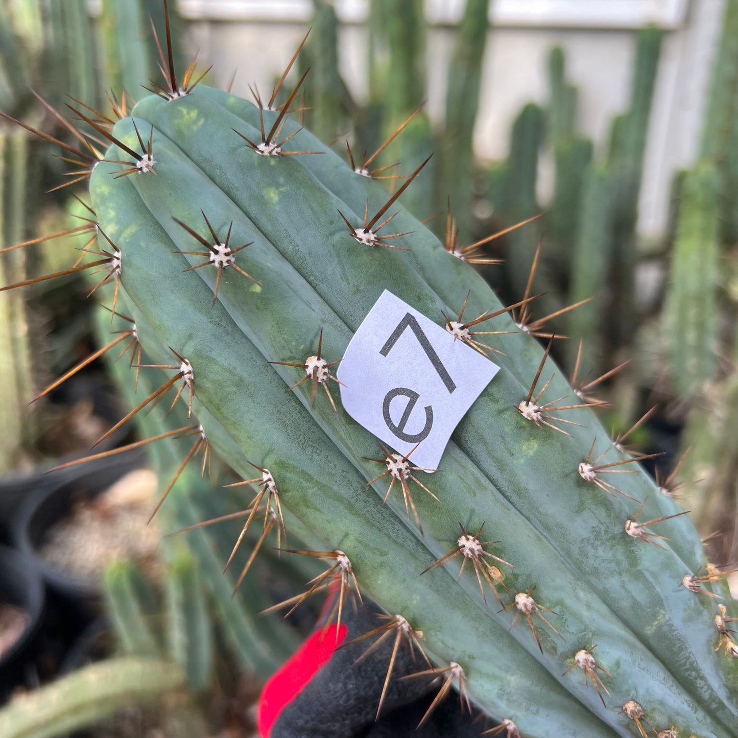 Cactus Affinity Verne’s Cactus Kate KK242