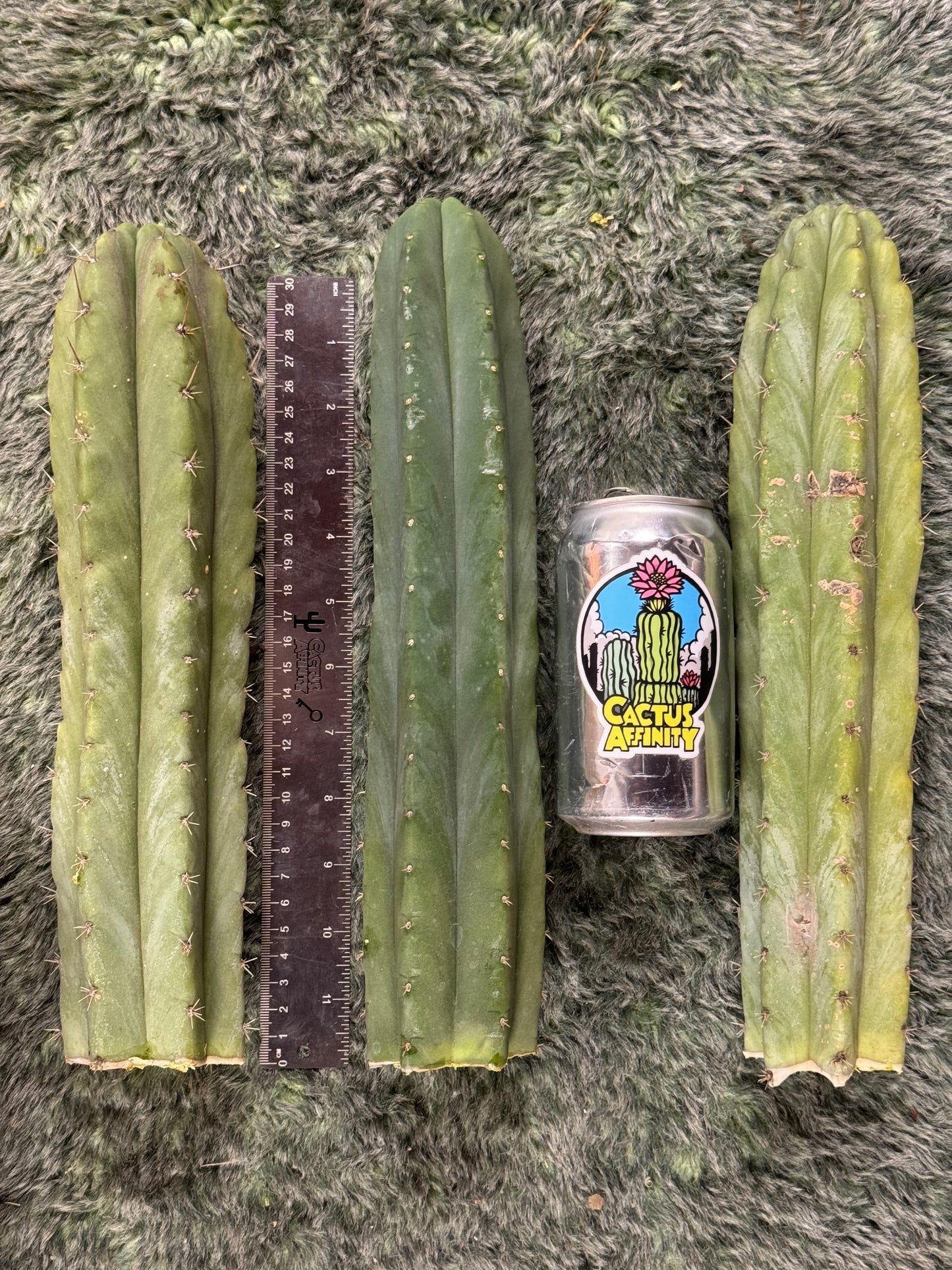 big box of cactuses - exact cactuses