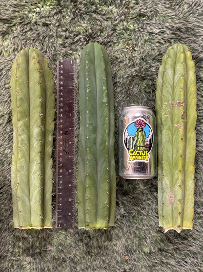 big box of cactuses - exact cactuses