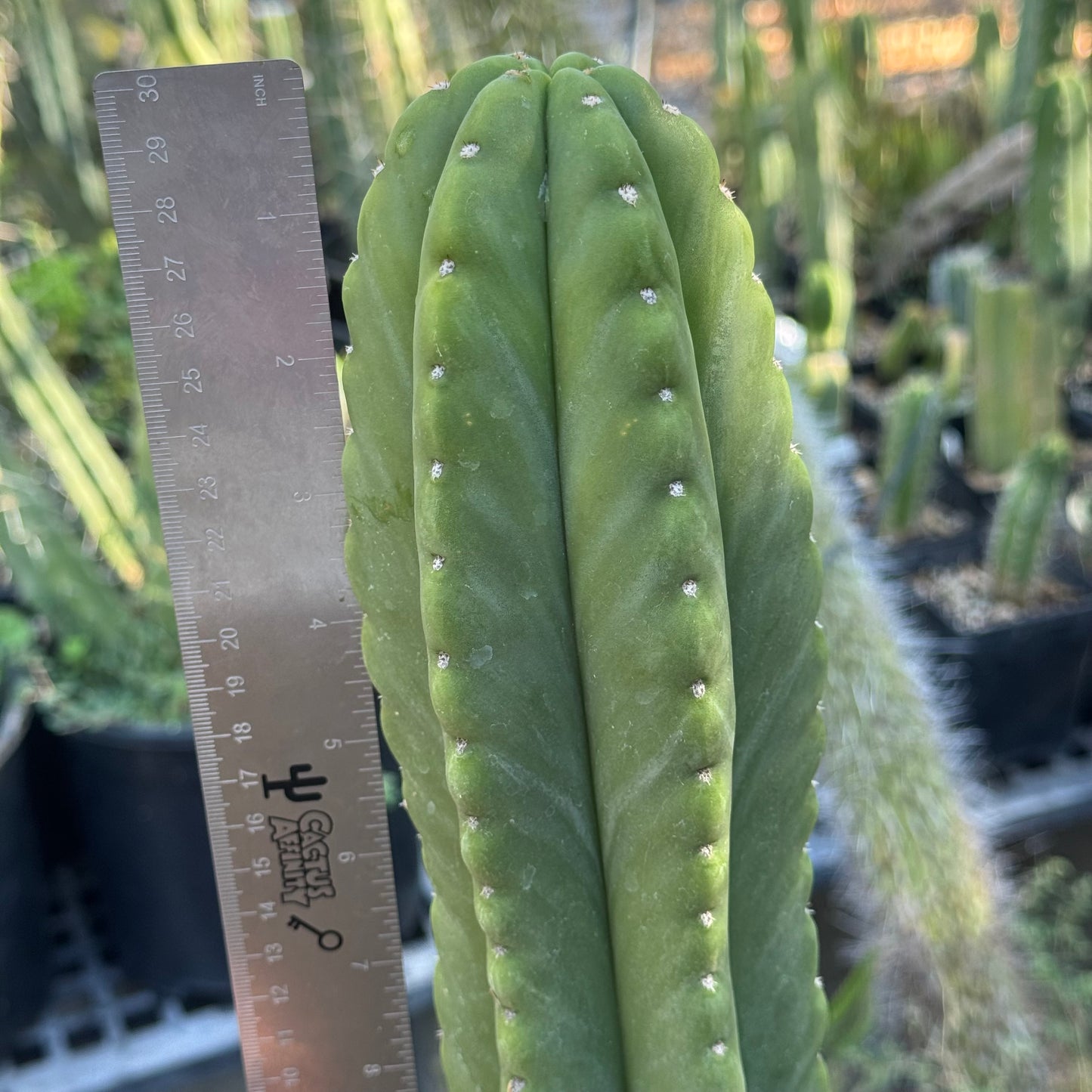 scop x peru ‘anakie’