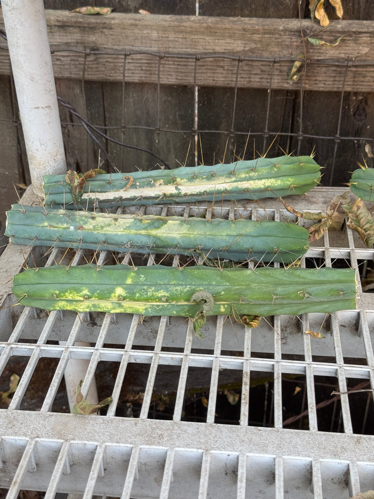 bulk box of cactuses
