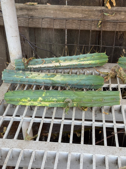 bulk box of cactuses