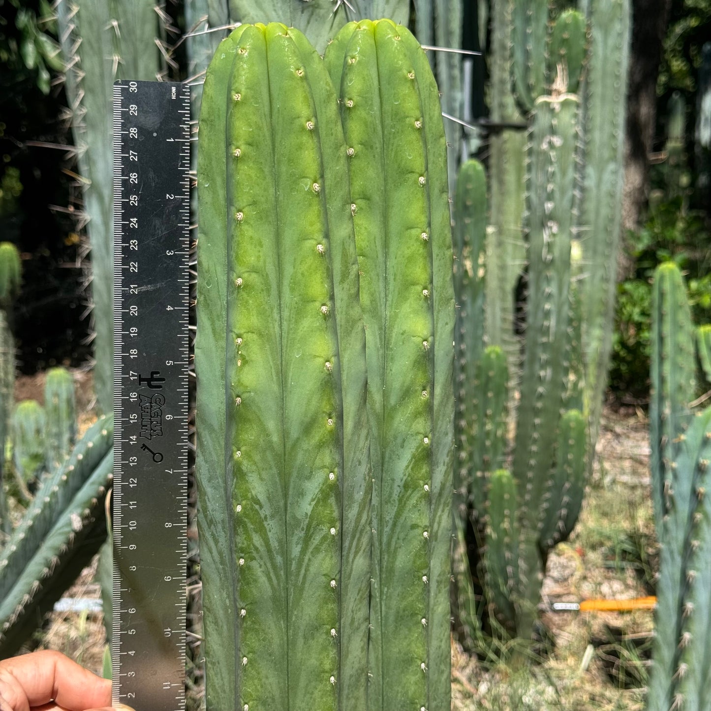 Ayacucho Star