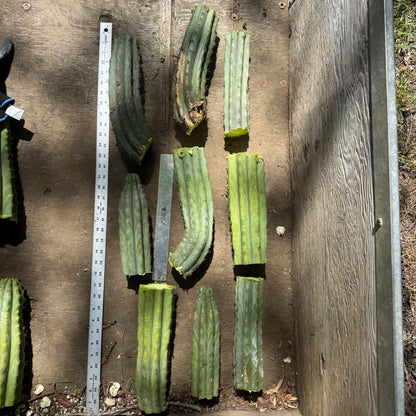 bulk box of cactuses