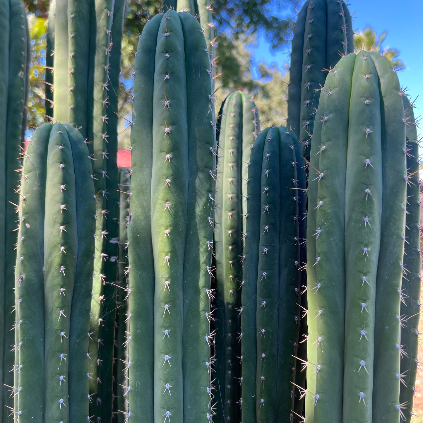 Malo’s Ayacucho