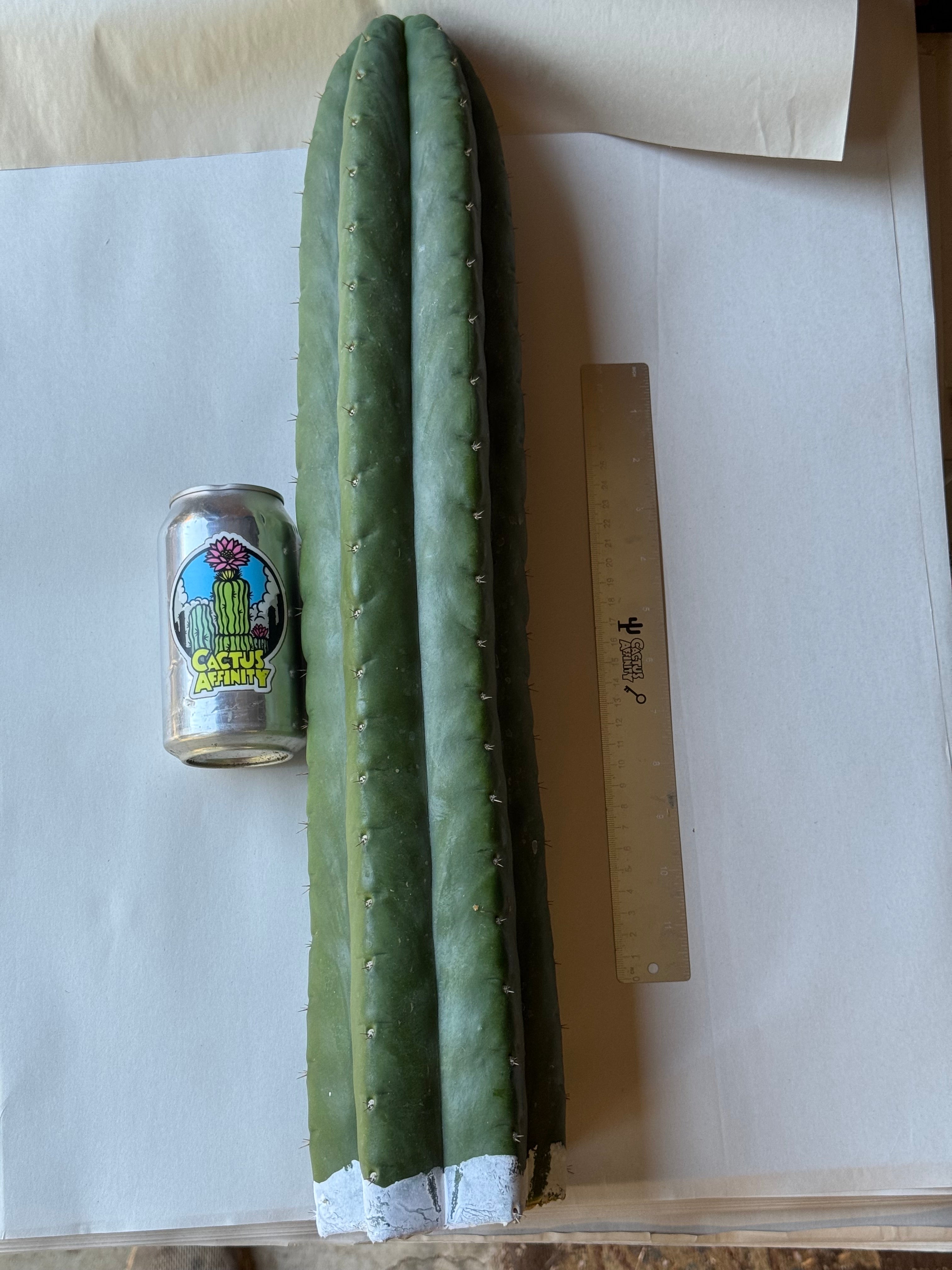 Cactus Affinity - TPnonM SSP pach