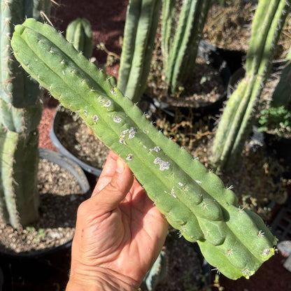 Shulgin’s Ecuadorian