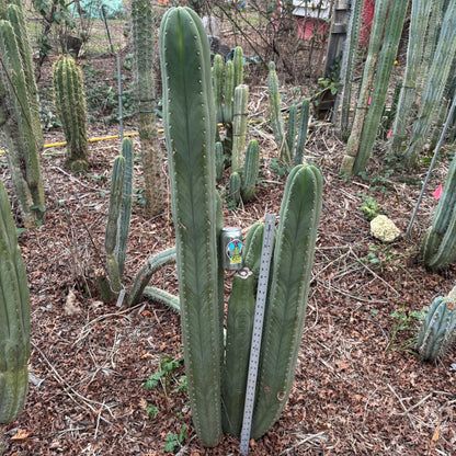 cordobensis NMCR - local pickup