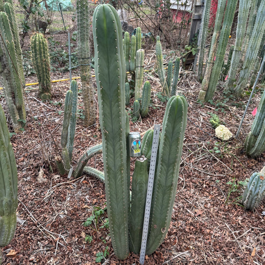 cordobensis NMCR - local pickup