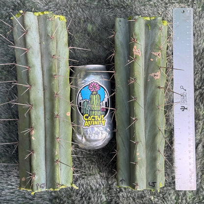 Lumberjackius