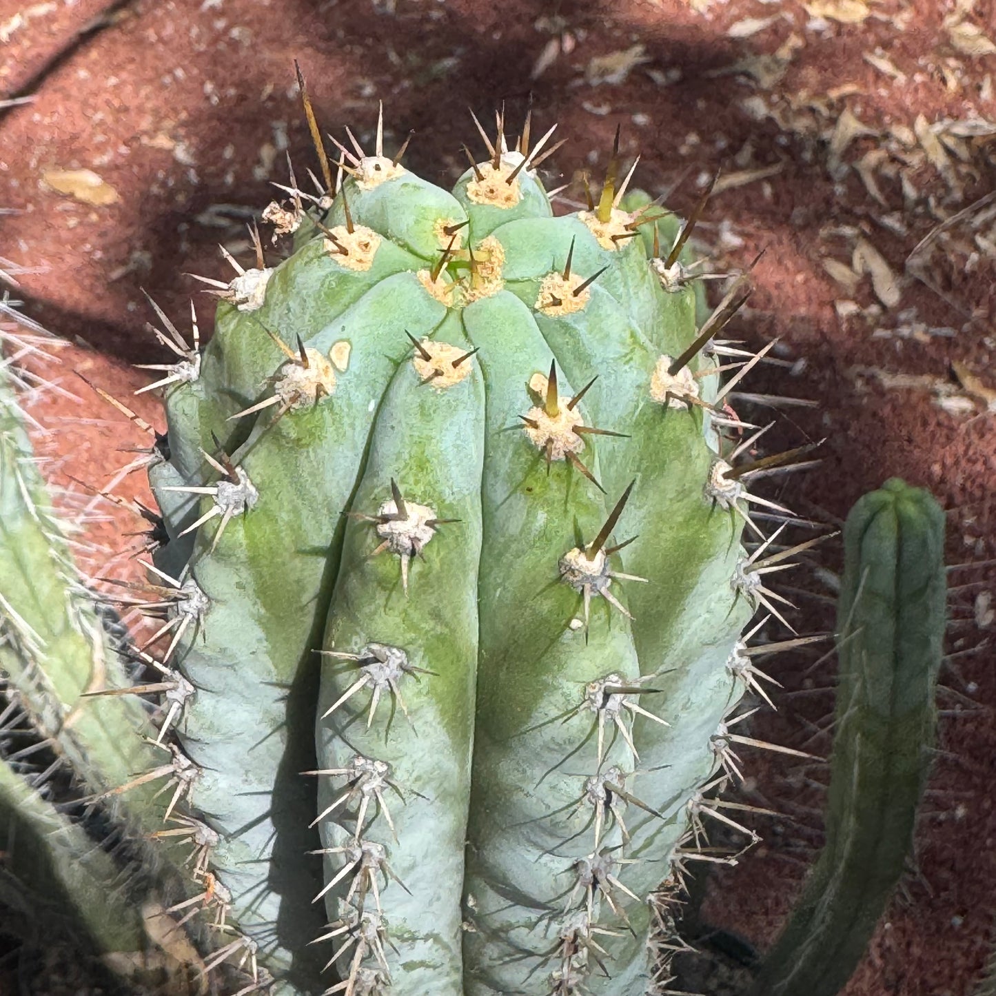 Verne’s Wild Andes #14