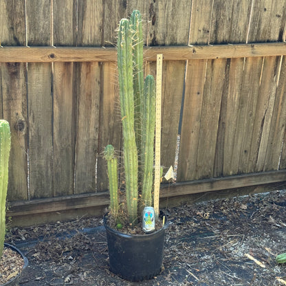 Ressler’s BBG puquiensis OP - local pickup