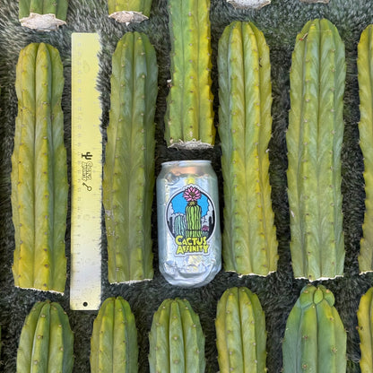 Verne's Cactus Kate pach