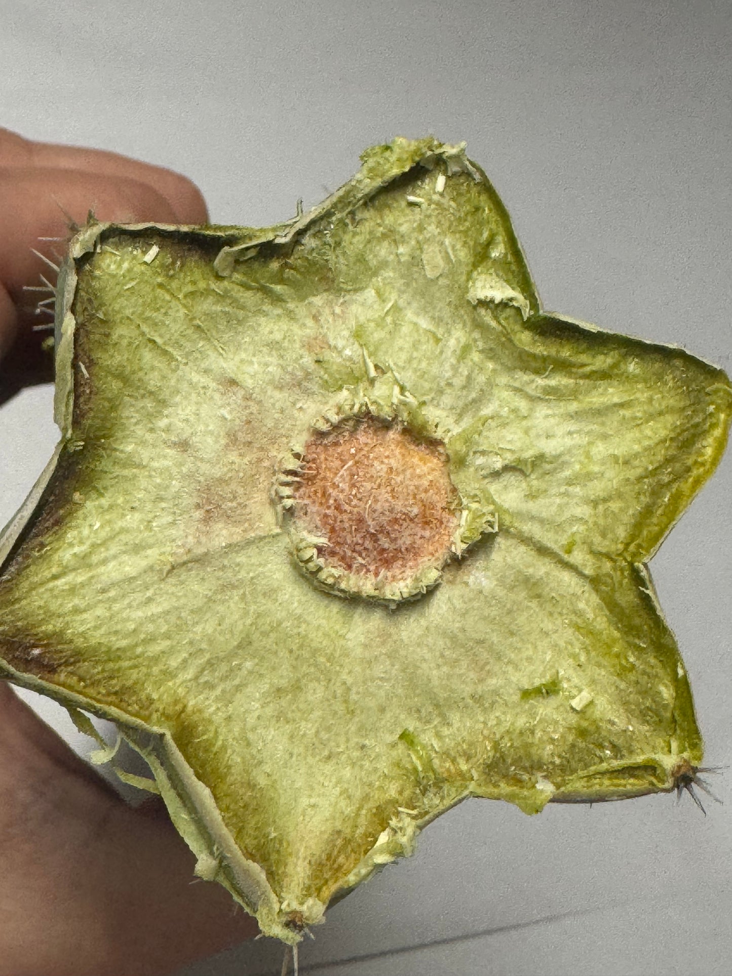 big box of cactuses - exact cactuses