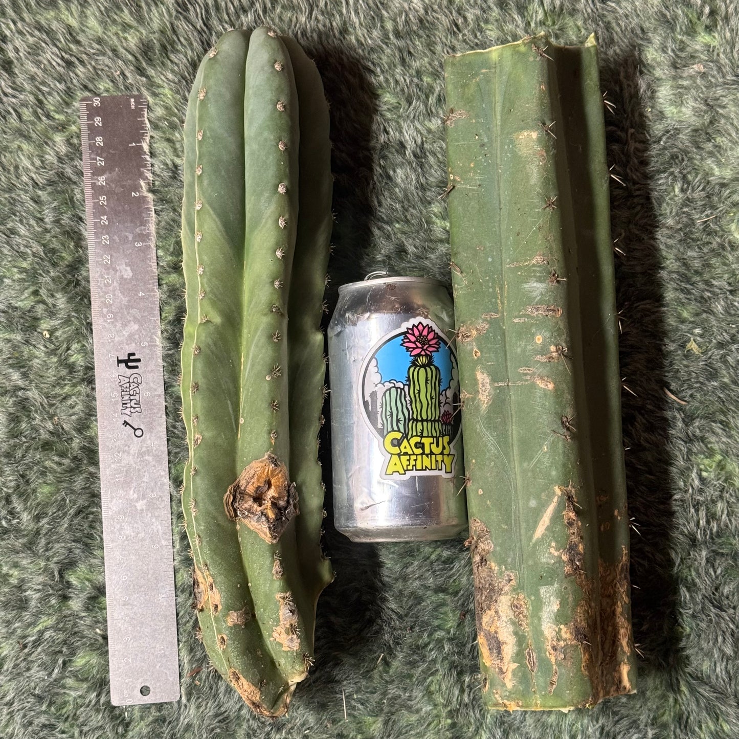 big box of cactuses - exact cactuses