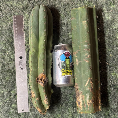 big box of cactuses - exact cactuses