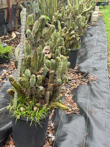 TBM cl. A long form - local pickup